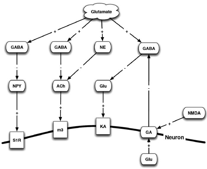 Interaction of glutamate, neurotransmitters and the σR. NMDA – N-methyl-d-aspartate receptor; NE – norepinephrine; NPY – neuropeptide Y; ACh – acetylcholine; M3 – rat muscarinic acetyl choline receptor; GABA – γ-aminobutyric acid; GA – Ga-binding protein α-chain; Ka – kainate; Glu – glutamate; S1R – σ1R.