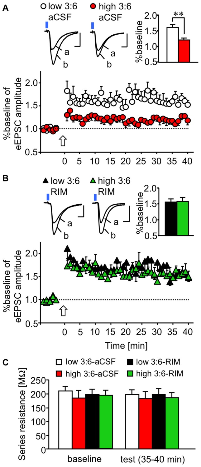 CB1 receptor-dependent reduction in plastic changes (LTP) of excitatory synaptic transmission in a synapse from the ACx to the LA. (A,B) Time-course of changes in the amplitude of synaptic responses induced by light irradiation, for 5 min before and 40 min after LTP induction in the absence (A) or presence (B) of bath-applied RIM (for the aCSF groups, nine cells from nine mice fed with a low 3:6 ratio diet and nine cells from eight mice fed with a high 3:6 ratio diet; for the RIM-treated groups, six cells from six mice fed with the low 3:6 ratio diet and six cells from five mice fed with the high 3:6 ratio diet). Above, traces showing representative recordings in individual neurons. Blue square indicates light irradiation, and open arrow indicates LTP induction. Insets are average values of the last 5 min in the recording. **P < 0.01 (one-way ANOVA with post hoc Bonferroni multiple comparison). Scale: 5 ms and 50 pA. (C) Series resistance in LTP experiments. Series resistance was monitored by injection of voltage step (2 mV) throughout the experiment. Averaged values during baseline (5 min) and last 5 min of the recordings (35–40 min) were compared in each group. White bar: low 3:6 ratio in aCSF, red bar: high 3:6 ratio in aCSF, black bar: low 3:6 ratio in the presence of RIM, green bar: high 3:6 ratio in the presence of RIM. n = 9 for all groups.