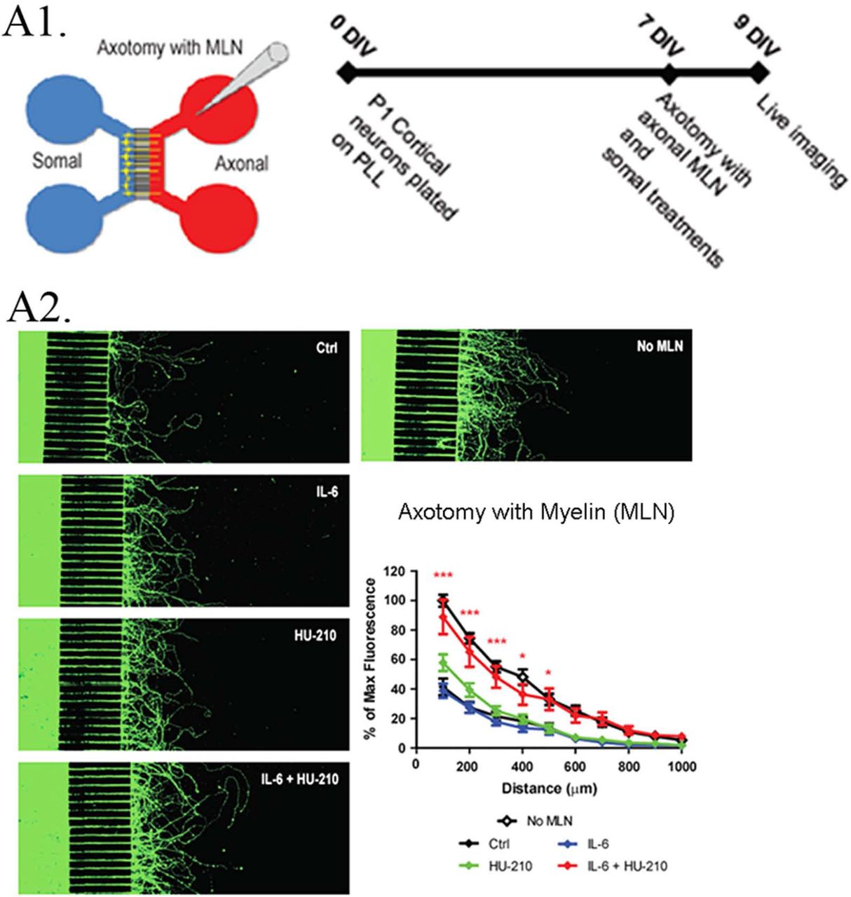 Somal treatment with IL-6 and HU-210 promotes neurite outgrowth on myelin.(A1) Schematic representation of the microfluidic chamber. (A2) Neurons were cultured in chambers on PLL for 7 days in vitro (DIV), and axotomy was performed. The axonal compartment was then filled with 20 μg/ml solution of myelin (MLN). 10 ng/ml IL-6 and/or 200nM HU-210 treatments were applied to the somal compartment of each respective chamber. The neurons were imaged live after 48 hrs using Calcein AM. Representative confocal images of neurons following axotomy and treatment. Neurite outgrowth was quantified by measuring the total fluorescence at multiple cross-sections of the image. The zero point on the x-axis represents the right edge of microgrooves. All data points were normalized to the first point of “No MLN” as 100 percent. Statistical differences were calculated from four independent experiments using two-way ANOVA. Asterisks show significance compared to Ctrl treatment at a given distance; *, p < 0.05; ***, p < 0.001. (B)P1 cortical neurons were plated on myelin–coated slides and treated with IL-6 and/or HU-210 over a range of concentrations. The neurons were fixed after 24 hrs and labeled for β-III-tubulin. Representative images of neurons plated on myelin (MLN) substrate treated from top to bottom, with either DMSO, IL-6, HU-210 or IL-6&HU-210 labeled with ß-III-tubulin show treatment with IL-6 and HU-210 together promotes neurite outgrowth in an inhibitory environment in a dose-dependent manner. (C) Fischer adult rats had unilateral ONC performed followed by intravitreal injections of either 0.5% DMSO for vehicle control (top) or the combination of IL-6 (5 mg/ml) and HU-210 (300 μM, bottom). Intravitreal injections were repeated on day 3 post-crush. After 3 weeks the nerves were removed, sectioned and immunolabeled with GAP-43. Controls had clear crush sites, but no GAP-43 labeled axons crossing the crush site, while IL-6 and HU-210 had regenerating axons nearly 3 mm away as indicated by arrows.