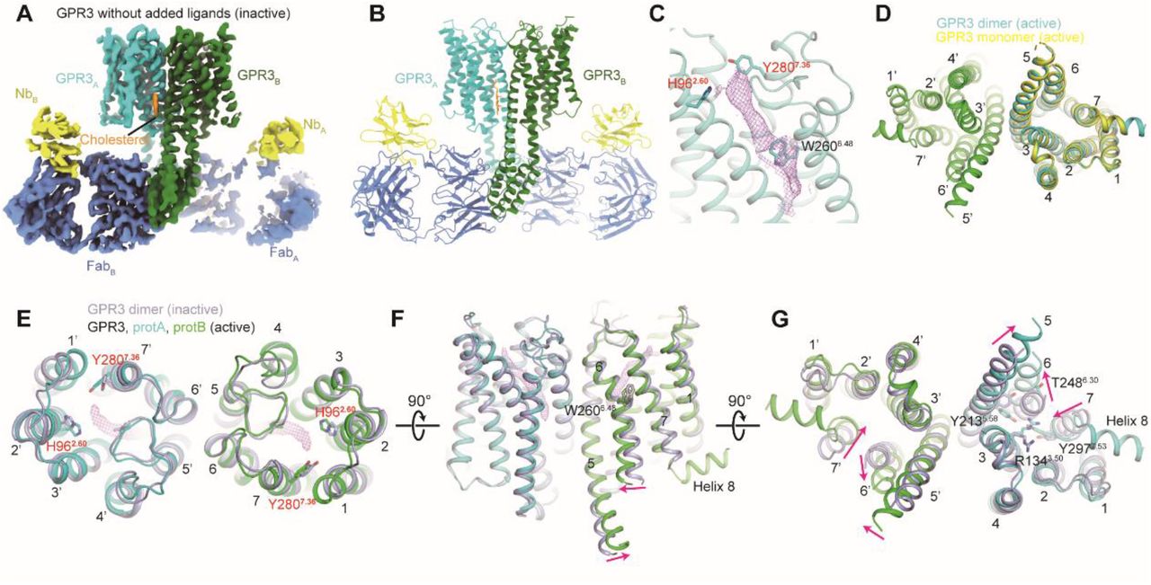 GPR3 forms a dimer in its inactive state(A) Cryo-EM map of the GPR3-BRIL fusion protein (cyan, green) in complex with anti-BRIL Fab (blue) and anti-Fab nanobody (yellow).(B) Overall structure of the GPR3-BRIL fusion complex, using the same color scheme as in (A).(C) EM density map of the endogenous lipid (shown in magenta mesh), with key polar residues H962.60, Y2807.36, and the toggle switch W2606.48 represented as sticks.(D) Structural overlay of the active GPR3 monomer (yellow) with a protomer (cyan) of the GPR3 dimer.(E-G) Superposition of dimeric GPR3 structures in the inactive and active states, shown from the extracellular view (E), side view (F), and cytoplasmic view (G).