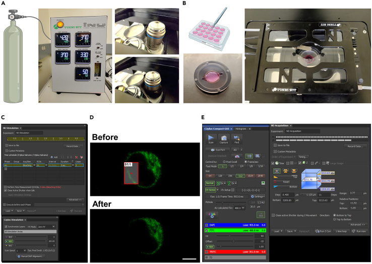 Process for FRAP imaging(A) Open CO2 tank valve and turn on a hit stage top incubation system.(B) Combine coverslip with a quick-release imaging chamber and place it to the live chamber.(C) Set laser intensity for photo-bleaching.(D) Representative images before or after photo-bleaching. Scale bar, 5 μm.(E) Setting for recording recovery of fluorescence intensity.