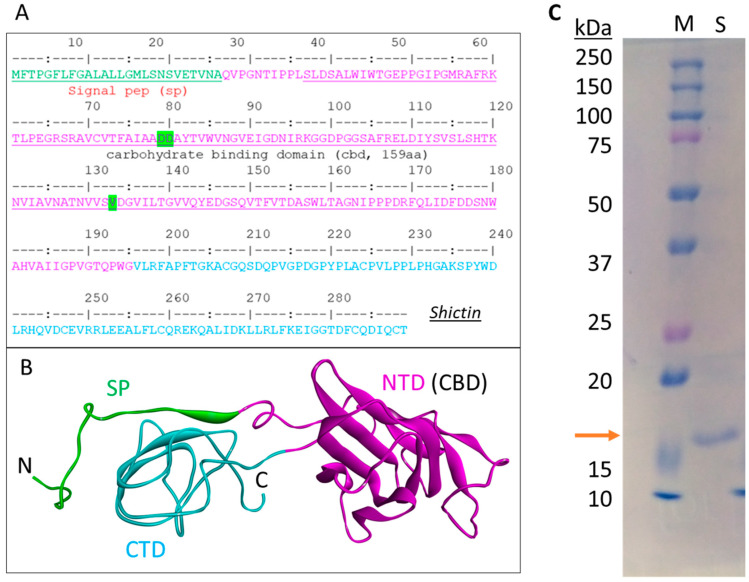 Characterization of Shictin. (A) Description of Shictin protein sequence. (B) Three-dimensional (3D) structural model of Shictin protein. (C) Purified Shictin protein from E. coli BL21 cells. SP, Signal peptide (green); NTD, N-terminal domain (magenta); CTD, C-terminal domain (cyan). CBD, carbohydrate-binding domain.
