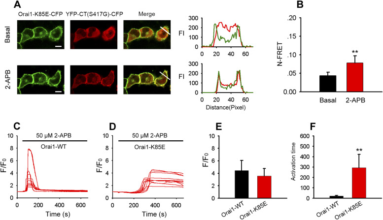 2-APB induced STIM1-CT mutant (S417G)–Orai1-K85E binding and Orai1-K85E channel activation.(A) Representative confocal images of HeLa cells coexpressing YFP-CT (S417G)-CFP with Orai1-K85E-CFP before (upper panel) and 5 min after (lower panel) application of 50 μM 2-APB. Line-scan intensity plots show the distribution of Orai1-K85E-CFP (green lines) and YFP-CT (S417G)-CFP (red line). (B) Averaged N-FRET of Orai1-K85E-CFP and YFP-CT (S417G)-CFP expressed in HeLa cells before and 5 min after application of 50 μM 2-APB (from left to right, n = 23 and 22). (C, D) 2-APB–induced Ca2+ influx in HeLa cells coexpressing YFP-CT (S417G)-CFP and WT-Orai1 (C) or mutant Orai1-K85E (D). (C, D, E) Averaged peak [Ca2+]i values associated with Ca2+ influx induced by 2-APB in cells coexpressing YFP-CT (S417G)-CFP and WT-Orai1 (C) or mutant Orai1-K85E (from left to right, n = 28 and 33) shown in panels (C, D). (C, D, F) Averaged activation time associated with Ca2+ influx induced by 2-APB in cells coexpressing YFP-CT (S417G)-CFP and WT-Orai1 (C) or mutant Orai1-K85E (from left to right, n = 28 and 33) shown in panels (C, D). Graphs show mean ± SD. *P < 0.05; **P < 0.001. Bar = 10 μm.