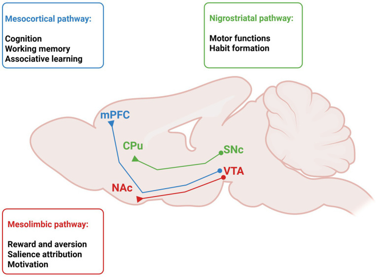 Diagram of a sagittal rodent brain section illustrating three dopaminergic pathways: mesocortical (blue, VTA to mPFC), nigrostriatal (green, SNc to CPu), and mesolimbic (red, VTA to NAc), with associated cognitive, motor, and motivational functions listed in colored boxes. This is published by Santoni et al,.2026 in the minireview entitled “The dopaminergic system in neurodevelopment: preclinical models of neurodevelopmental disorders and susceptibility to neurodegeneration” edited by Frontiers in Cellular Neuroscience.