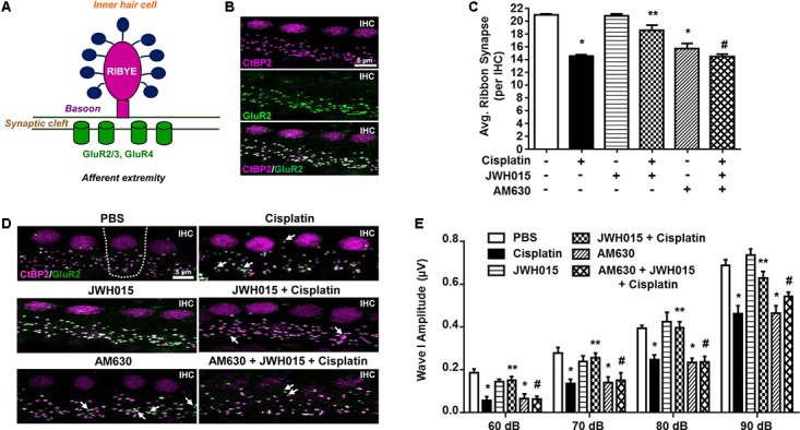 Activation of CB2R protects against cisplatin induced loss of ribbon synapse. (A) The cartoon represents a typical ribbon synapse at the inner hair cell (IHC). It is primarily composed of two major components: presynaptic RIBEYE and glutamate receptors (GluR) at the post-synapse. (B) Representative images shows whole mount preparations co-stained with presynaptic CtBP2 (for RIBEYE, magenta) and postsynaptic GluR2 (green). Functional ribbon synapses are complexes showing both CtBP2 and GluR2 immunolabeling (white) apposing each IHC. (D) The whole mount preparation form the basal region of cochleae from treated animals were dissected and stained for CtBP2 and GluR2. Representative images are shown. White arrows indicate single staining of either CtBP2 or GluR2. Functional synapse complexes (CtBP2 + GluR2) were quantified by averaging the numbers from 30 IHCs per samples. The bar graph (C) represents the average number of synaptic complexes (mean ± SEM) per IHC (n ≥ 4). Pre-treatment with JWH015 protected against cisplatin-induced loss of functional synapse. CB2R antagonist, AM630, administered alone or in combination with JWH015 + cisplatin produced significant reductions in functional ribbon synapses. (E) ABR wave I amplitude of different treatment groups at 60, 70, 80, and 90 dB SPL (32 kHz) was computed from sorted ABR wave forms. The bar graph represents mean wave I amplitude ± SEM (n = 12). Cisplatin decreases wave I amplitude indicating synaptopathy which was completely reversed by pre-treatment with JWH015. Blockade of CB2R activation by AM630 resulted in decrease in wave I amplitude. ∗p < 0.05 vs. vehicle; ∗∗p < 0.05 vs. cisplatin; and #p < 0.05 vs. JWH015 + cisplatin (one-way ANOVA).