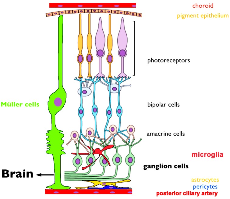 A schematic of the retina showing overall arrangement of retinal layers and relationship to the critical vascular and pigment layers. An excitatory vertical chain (photoreceptors, bipolar cells, ganglion cells) provides a direct route for transmitting visual information to the midbrain. Lateral inputs from horizontal cells and amacrine cells provide luminance gain control and organization spatiotemporal receptive fields of retinal neurons. Müller glia provide most of the functions performed by astrocytes in the brain. Astrocytes form the blood-retina barrier together with pericytes and vascular endothelial cells. Microglia play a role in developmental pruning and the retinal immune response whereas the choroid and posterior ciliary artery feed outer and inner retinal neurons, respectively. Adapted from [70].