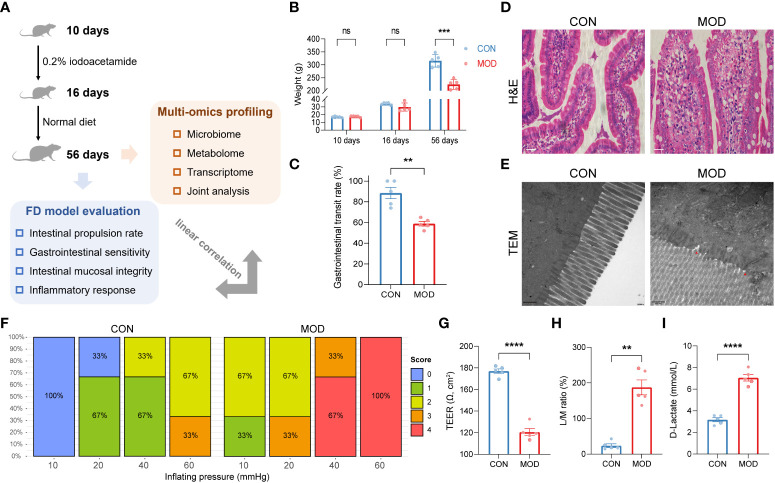 Phenotypes found in the rat model of FD. (A) A schematic diagram of the multi-omics analysis. (B) Changes in body weights (*** p < 0.001 by two-way ANOVA with correction of two-stage linear step-up procedure of Benjamini, Krieger and Yekutieli, ns indicates not significant). (C) Gastrointestinal transit rate. (D) H&E-stained duodenum. Scale bar, 20 μm. (E) TEM analysis of duodenum. Scale bar, 500 nm. Two red triangles indicate incomplete tight junctions. (F) Behavioral testing of GD (10 to 60 mmHg) and pain score (0-4). (G) TEER of duodenal epithelial barrier (**** p < 0.0001 by unpaired t test with Welch’s correction). (H) Urine L/M ratio (** p < 0.01 by Mann Whitney test). (I) Plasma content of D-lactate (**** p < 0.0001 by unpaired t test with Welch’s correction). The circles on the bar plots represent individual values with mean ± SEM (bars) (n = 3 or 5 rats/group).