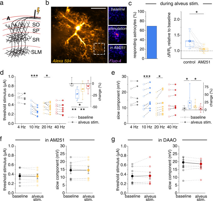 Pyramidal cell activity increases astrocytic Ca2+ signaling and promotes dendritic spiking via CBRs and NMDAR co-agonist supply.a Axonal simulation in the alveus (A) retrogradely activates CA1 pyramidal cells (SO, stratum oriens; SP, stratum pyramidale; SR, stratum radiatum; SLM, stratum lacunosum-moleculare). b Example astrocyte (whole-cell patch clamp, 40 µM Alexa Fluor 594 and 400 µM Fluo-4, scale bar: 20 µm). Left panel: Alexa Fluor 594. Right panels, top to bottom: Fluo-4, average of 20 frames during baseline, alveus stimulation and alveus stimulation in the presence of the CBR inverse agonists AM251 (5 µM). Quantification of Ca2+ signals by the fluorescence intensity ratio (R, Fluo-4 / Alexa). Overall changes (ΔR) relative to resting value (R0) during alveus stimulation compared to the baseline period before stimulation (see methods section for panels b, c)﻿. c 69.2% of the astrocytes showed an increase of at least 5% (left panel, 9 out of 13 cells). In the responders, the increase was blocked by AM251 (5 µM; 1.31 ± 0.07 vs 1.05 ± 0.03, n = 9, p = 0.016, two-sided paired Student’s t test). d Left panel: the threshold stimulus of dendritic spikes was decreased by alveus stimulation at 10 Hz (0.33 ± 0.03 µA vs. 0.26 ± 0.03 µA, n = 8, p = 0.000071, repeated measures ANOVA and post-hoc Fisher’s LSD) and 20 Hz (0.38 ± 0.03 µA vs. 0.34 ± 0.03 µA, n = 9, p = 0.031, Friedman test and post-hoc two-sided Wilcoxon signed-rank test) but not 4 Hz (0.55 ± 0.03 µA vs. 0.55 ± 0.04 µA, n = 5, p = 1, two-sided paired Student’s t test, separate set of experiments) and 40 Hz (0.33 ± 0.03 µA vs. 0.32 ± 0.04 µA, n = 8, p = 0.31, repeated measures ANOVA and post-hoc Fisher’s LSD). Open circles: baseline. Filled circles: alveus stimulation. Right panel: change relative to baseline (one-way ANOVA with post-hoc Fisher’s LSD). e Left panel: corresponding changes of the slow component (10 Hz: 13.70 ± 2.47 mV vs. 15.74 ± 2.29 mV, n = 8, p = 0.000051, repeated measures ANOVA with post-hoc Fisher’s LSD; 20 Hz: 9.75 ± 1.37 mV vs. 11.08 ± 1.81 mV, n = 8, p = 0.022, repeated measures ANOVA with post-hoc Fisher’s LSD; 4 Hz: 17.97 ± 2.98 mV vs. 18.61 ± 2.94 mV, n = 5, p = 0.23, two-sided paired Student’s t test, separate set of experiments; 40 Hz: 13.70 ± 2.47 mV vs. 14.00 ± 2.39 mV, n = 8, p = 0.41, repeated measures ANOVA with post-hoc Fisher’s LSD). Open circles: baseline. Filled circles: alveus stimulation. Right panel: change relative to baseline (Kruskal-Wallis test with post-hoc two-sided Mann–Whitney U-tests). f In the presence of AM251 (5 µM, yellow), no effect of alveus stimulation (20 Hz) on dendritic spikes (threshold stimulus: 0.36 ± 0.06 µA vs. 0.35 ± 0.05 µA, n = 7, p = 0.54, two-sided paired Student’s t test; slow component amplitude: 14.53 ± 2.21 mV vs. 14.61 ± 2.27 mV, n = 7, p = 0.85, two-sided paired Student’s t test). g Presence of D-amino acid oxidase (DAOO, 0.17 U/ml, red) also prevent the effect of alveus stimulation (10 Hz) (threshold stimulus: 0.36 ± 0.06 µA vs. 0.37 ± 0.07 µA, n = 8, p = 0.73, two-sided paired Student’s t test; slow component: 19.58 ± 3.21 mV vs. 18.60 ± 2.46 mV, n = 8, p = 0.27, two-sided paired Student’s t test). Data are expressed and displayed as mean ± s.e.m. or in box plots. The box indicates the 25th and 75th, the whiskers the 5th and 95th percentiles, the horizontal line in the box the median and the mean is represented by a filled circle. Supplementary Table 2 for further information. Throughout panels *p < 0.05, **p < 0.01, ***p < 0.001. Source data are provided as a Source Data file.