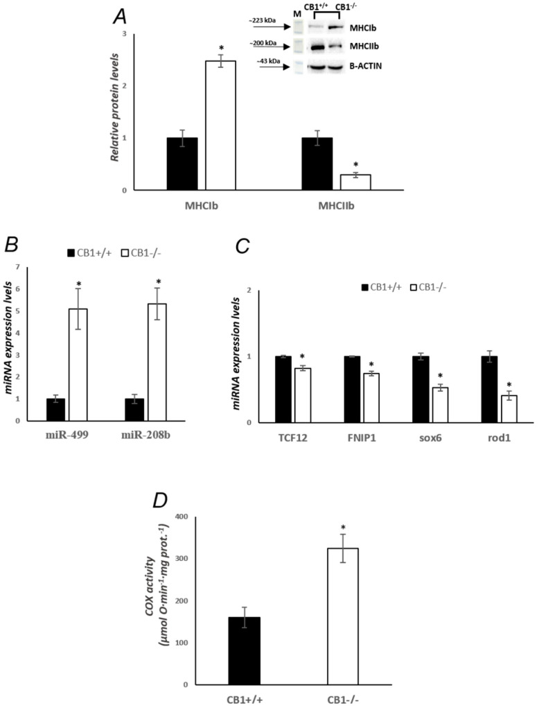 CB1 deletion affects fiber-type switching and oxidative capacity in skeletal muscle. (A) Representative immunoblots of MHCIb/B-ACTIN and MHCIIb/B-ACTIN in the skeletal muscle of CB1+/+ and CB1−/− mice. Histograms show the results of the densiometric analysis of immunoblots. B-ACTIN was used as a loading control. (B) RT-qPCR analysis of miR-499 and miR-208b in the skeletal muscle of CB1+/+ and CB1−/− mice. The expression levels of these miRNAs were normalized to a reference gene (RNU6B). (C) RT-qPCR analysis of TCF12, FNIP1, sox6, and rod1 in the skeletal muscle of CB1+/+ and CB1−/− mice. The mRNA expression levels were normalized to a reference gene (B-ACTIN and GAPDH). (D) Activity of cytochrome oxidase in skeletal muscle mitochondria of CB1+/+ and CB1−/− mice. Data are represented as mean ± SEM; n = 5. * p < 0.05 vs. CB1+/+ (Student’s t-test).