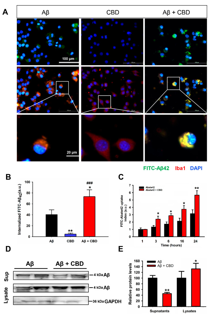 CBD enhanced microglial Aβ phagocytosis via the TRPV2 channels. (A) Primary microglia cells were plated at a density of 5 × 104 in poly-D-lysine-coated wells of 24-well plates containing 10% FBS DMEM medium. After 24 h of treatment with CBD (5 μM), FITC-Aβ42 (1 μg/mL) was added to the medium. Immunofluorescence analysis of the microglial phagocytosis of FITC-Aβ42 was performed after allowing uptake for 4 h in microglia cells. (B) Quantification of the internalized FITC-Aβ42 using ImageJ software (n = 36 to 42 per group). a.u., arbitrary units from 3/4 individual mice. (C) FITC-Aβ42 uptake index in the presence or absence of CBD after uptake for the indicated time in microglia cells, calculated based on the phagocytosis assay. (D) Microglial Aβ42 uptake was analyzed using Western blotting after 4 h of incubation with Aβ42 oligomer in the presence or absence of CBD. (E) Quantification of the protein levels using Image J software (n = 4 per group). * p < 0.05 and ** p < 0.01 are compared with the Aβ by the Student’s t-test; ### p < 0.001 between Aβ and CBD + Aβ by Student’s t-test. The scale bars = 20 μm.