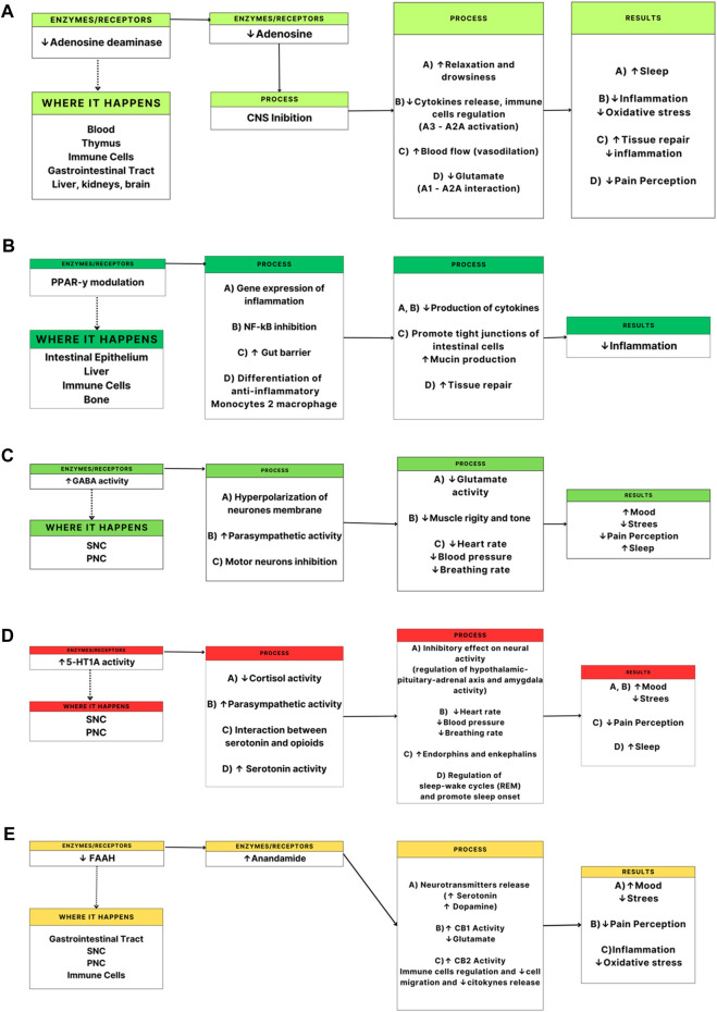 Potential benefits of cannabidiol (CBD) intake on sports performance and recovery: physiological pathways and enzymes and receptors interaction. (A) adenosine deaminase, (B). PPAR-y: gamma peroxisome proliferator-activated receptors, (C). GABA: gamma-aminobutyric acid, (D). 5-HT1A: 5-hydroxytryptamine receptor 1A, (E). FAAH: fatty acid amide hydrolase. CNS: central nervous system, PNS: peripheral nervous system.
