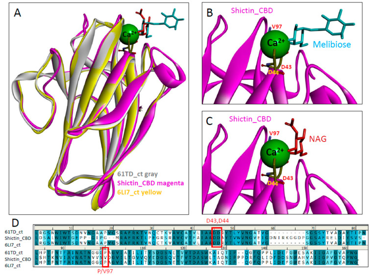 Molecular modeling of carbohydrate-binding domain of Shictin. (A) Shictin CBD structural model (magenta) with lectin POL structural models of C-terminal domains (6T1Dct-melibiose, gray-cyan) and (6LI7ct-NAG, yellow-red). (B,C) Showing the molded carbohydrate-binding of sugar melibiose or N-acetyl-d-glucosamine (NAG) in the carbohydrate-binding site of Shictin CBD. (D) Protein sequence comparison of Shictin CBD with lectin POL C-terminal sequences (6T1D_ct) and (6LI7_ct). Three key residues (D43, D44, and P/V97) assumed for sugar-binding are framed in red.