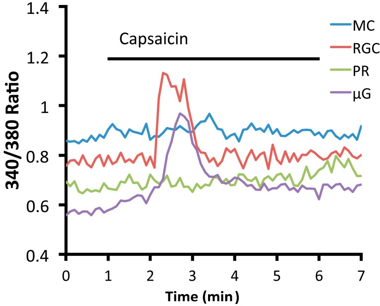 An acutely isolated and dissociated mouse RGC (blue) and microglial cell (µG; green) loaded with fura-2 respond to capsaicin (40 µM) with transient [Ca2+]i elevations that inactivate during stimulus application, whereas a representative photoreceptor (PR; purple) and Müller cell (MC; red) do not respond to the TRPV1 agonist (see [19,103] for methods).