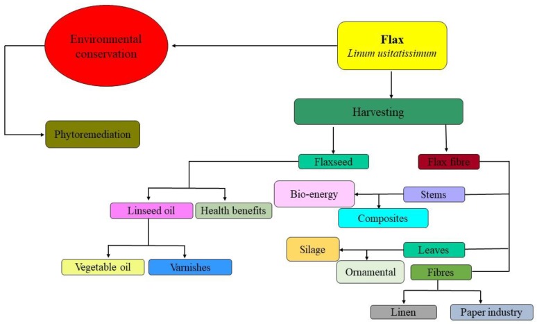 Flow chart diagram of flax usage.