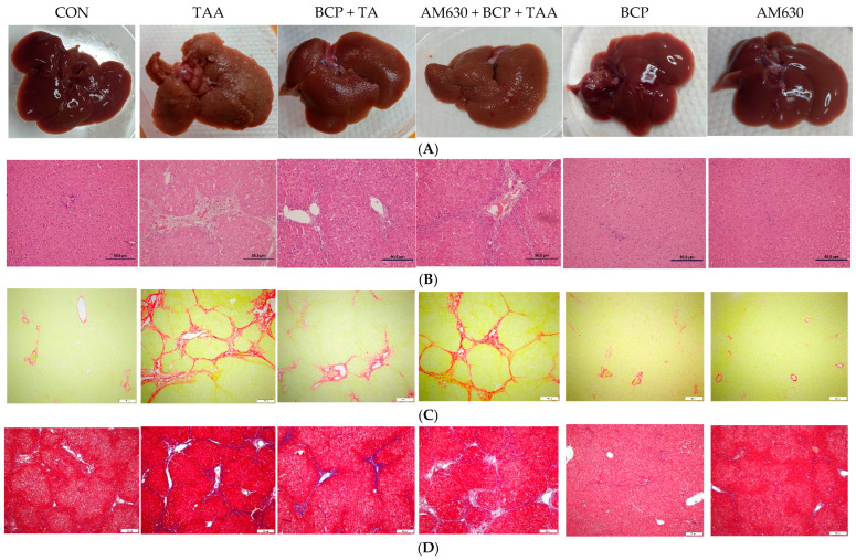 Gross morphology and microscopic images of liver sections. (A) Rat livers, (B) H&E staining (scale bar is 50 µm), (C) Sirius Red staining (scale bar is 200 µm), and (D) Masson’s Trichrome staining (scale bar is 200 µm). CON: Control, TAA: Thioacetamide, BCP: β-Caryophyllene, BCP + TAA: β-Caryophyllene + Thioacetamide treatment, AM630 + BCP + TAA: β-Caryophyllene + AM630 + Thioacetamide.