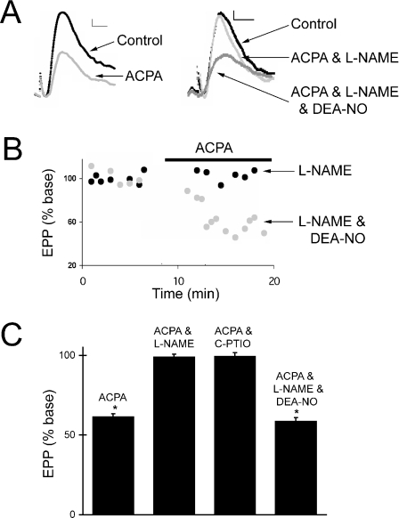 Arachidonylcyclopropylamide (ACPA)-induced synaptic inhibition requires nitric oxide. (A) Representative end-plate potentials (EPPs) recorded before and after the application of ACPA (10 µm). Either Nω-nitro-l-arginine methyl ester (L-NAME) or L-NAME and diethylamine/NO complex (DEA-NO) (traces on the right) were present during the recording of the EPPs. Each trace represents the average of eight sweeps. Resting membrane potentials were approximately −90 mV. Calibration bars, 0.5 mV, 2 ms. (B) Time course of EPP amplitudes from two representative experiments. The application of ACPA (10 µm) to a neuromuscular junction (NMJ) exposed to either L-NAME (black) or L-NAME and DEA-NO (grey) is indicated by the horizontal bar. Each data point represents the amplitude of an average of eight AC-coupled sweeps. (C) Mean percent reduction of EPP amplitudes (from initial baseline readings) following 5–10 min of ACPA (10 µm) application. ACPA was applied either alone (n = 11), with L-NAME (0.3 mm, n = 5), with 2-(4-carboxyphenyl)-4,4,5,5-tetramethylimidazoline-1-oxyl-3-oxide potassium salt (C-PTIO) (40 µm, n = 4) or with L-NAME and DEA-NO (0.1 mm, n = 5). *The mean EPP amplitude is significantly different from when it was measured under baseline conditions (P < 0.05; Student's t-test). Baseline measurements were made either under control conditions, in the presence of L-NAME, in the presence of C-PTIO or in the presence of L-NAME and DEA-NO, as appropriate for the experiment. Error bars represent SEM.
