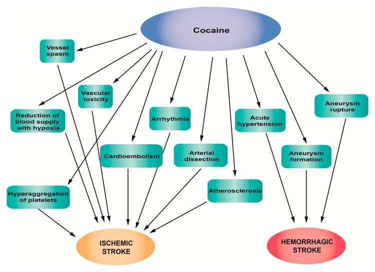 Pathophysiological mechanisms of stroke associated with cocaine abuse.