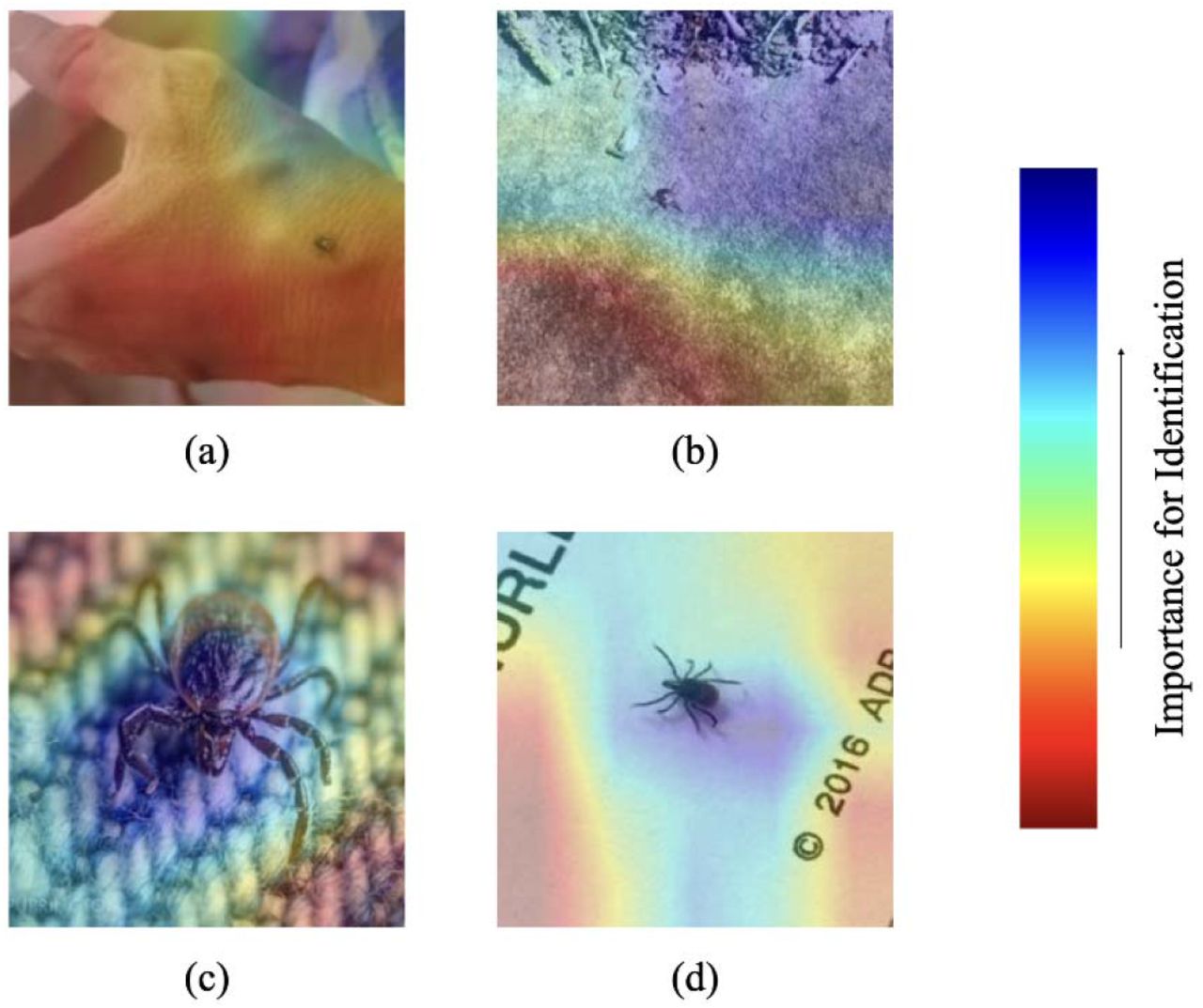 Grad-CAM heatmap visualizations of TickIDNet predicted images show the model failing to assign importance to the relevant parts of the images when RTS is small.The importance of shapes or regions in the image is ranked on a red-blue heatmap described by the scale on the right. (a) Dermacentor variabilis incorrectly identified as Amblyomma americanum with RTS=15, (b) A. americanum incorrectly identified as Ixodes scapularis with RTS=17, (c) I. scapularis correctly identified with RTS=145, (d) I. scapularis correctly identified with RTS=48