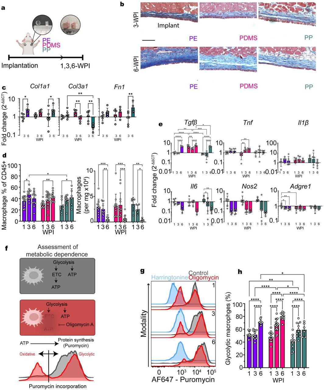 Subcutaneous polymeric implant-associated fibrosis is defined by persistent macrophage dependence on glycolysis. a,Summary of implantation approach: cylindrical polymer discs (PE, PP, or PDMS) were placed subcutaneously (dorsal, subscapular) in male mice for up to 6 weeks. b-c, Polymer implants promote development of a fibrotic tissue capsule non-specific to material formulation. b, Representative Masson’s Trichrome staining of the implant-associated fibrotic capsule (blue: collagen, red: muscle, black: nuclei) at 3– and 6-WPI. Scale bar = 100 µm. c, RT-qPCR of bulk capsular tissues for ECM-associated genes at 3– and 6-WPI. N = 4-6. d, e Capsular tissue is macrophage rich with temporal shifts in signaling. d, Macrophage frequency of leukocytes and counts per mg of tissue 1-, 3– and 6-WPI. N = 6-17. e, Bulk expression of pro-inflammatory and pro-fibrotic signaling factors in capsular tissue 1-, 3– and 6-WPI. n = 4-6. f-h, Peri-implant macrophages primarily rely on glycolytic utilization. f, Outline of metabolic profiling approach (adapted fromArgüello et al., 2020): alterations to protein synthesis rate (measured using the incorporation of antibody-labeled puromycin to new protein strands) are used as a proxy of impacted ATP production following the addition of specific metabolic inhibitors; oligomycin A targets oxidative phosphorylation while harringtonine targets protein synthesis (negative control). g, Representative histograms of temporal puromycin expression in PDMS-associated macrophages. h, Temporal frequency of glycolytic (PuromycinHi) macrophages (% of total macrophages) for each material. N = 6-18. Significance determined by two-way ANOVA with Tukey’s multiple comparisons test (c-h), and indicated by * p < 0.05, ** p < 0.01, *** p < 0.001, **** p < 0.0001.