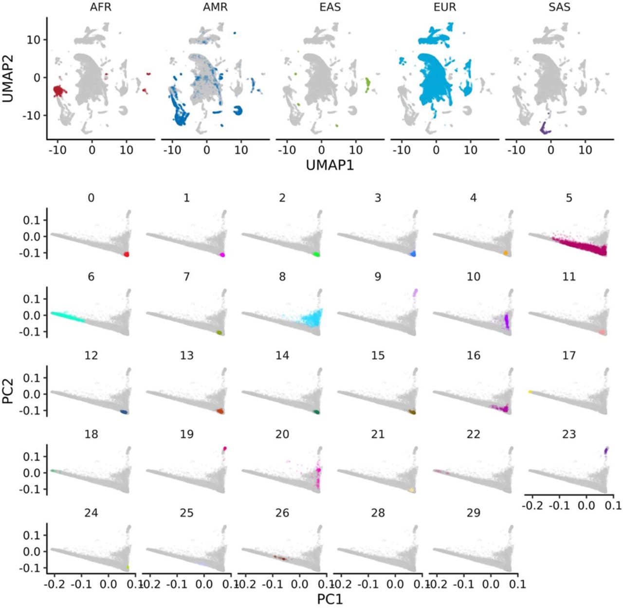 Projection of the fine genetic clusters in the continental ancestry spacea, The distribution of the continental ancestries in the UMAP space. Each point on the plot represents an individual participant of MGBB. To infer the continental ancestry of each participant, we utilized the K-nearest neighbor algorithm trained on the 1000 Genomes Project dataset. The colors assigned to the points represent the inferred continental ancestries. The horizontal axis corresponds to the first axis of the UMAP projection, and the vertical axis represents the second axis. This two-dimensional representation allows us to visualize the clustering and distribution patterns of different continental ancestries within the MGBB population. b, The distribution of the fine-scale genetic clusters in the MGBB on conventional PC space. Each point on the plot represents an individual in MGBB. The colors assigned to the points represent genetic clusters inferred by the network-based clustering method (Methods). The horizontal axis corresponds to the first genetic PC, and the vertical axis represents the second genetic PC. UMAP, Uniform Manifold Approximation and Projection; MGBB, Mass General Brigham Biobank; PC, principal component.