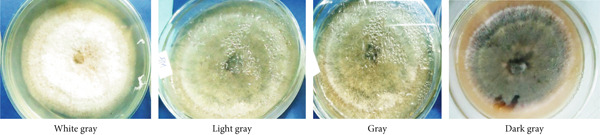 Description of the aerial mycelial (colony) colors from obverse side of the Petri plate.