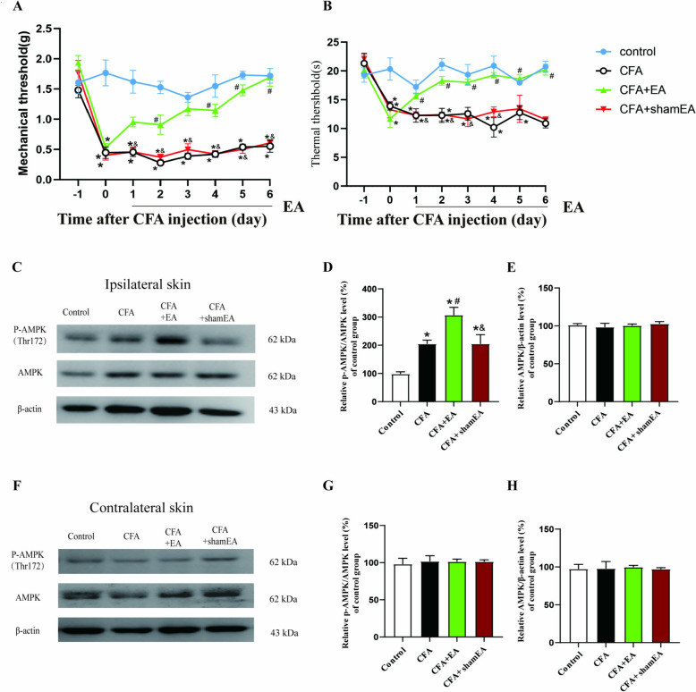 Effect of EA on pain behavior and AMPK activation in inflamed skin tissue. A Mechanical pain threshold. B thermal pain latency. The data was shown as mean ± SEM (n = 10). Two-way ANOVA was used to analyze the data. C AMPK phosphorylation level in affected (ipsilateral) dorsal hindpaw inflamed skin tissue. D A statistical histogram of p-AMPK percentage in total AMPK.E statistical histogram of total AMPK percentage in β-actin. F AMPK phosphorylation level in normal skin tissue of the healthy side (contralateral) dorsal hindpaw.G A statistical histogram of p-AMPK percentage to total AMPK. H A statistical histogram of total AMPK percentage to β-actin. The data is shown as mean ± SEM (n = 4).One-way ANOVA was used to analyze the data. *P < 0.05 compared with Control group; #P < 0.05 compared with CFA group; &P < 0.05 compared with CFA + EA group