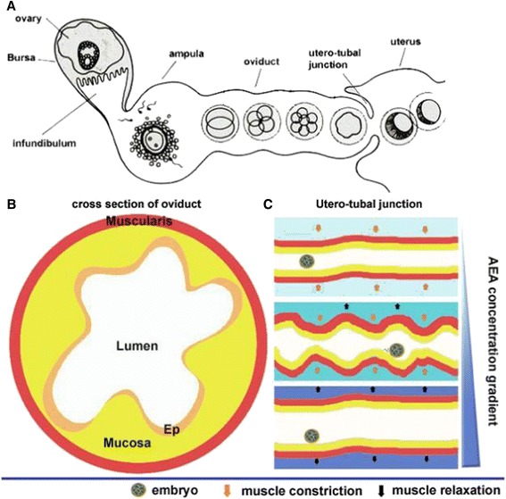 a A cartoon of oviductal transport of preimplantation embryos in mice. Ovulated eggs are fertilized in the ampulla of the oviduct. Fertilized eggs through successive cell divisions form morulae. Morulae pass through the utero-tubal junction to enter into the uterine lumen. b A schematic diagram of a cross-section of the oviduct. Ep, epithelium. c A proposed scheme of contraction–relaxation waves of oviductal muscularis at the utero-tubal region influenced by varying concentrations of AEA. In the absence of AEA, increased release of norepinephrine (NE) produces muscular contractions, resulting in narrowing of the lumen. At higher concentrations of AEA, endocannabinoid signaling through CB1 reduces the release of NE, thus relaxing the muscularis, widening the lumen. Thus, appropriate endocannabinoid signaling creates waves of contraction–relaxation, moving forward embryos from the oviduct into the uterine lumens [27]. With permission from Elsevier Inc