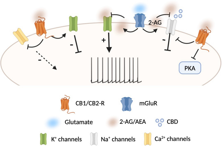Schematic representation of eCB- and CB-mediated changes in neuronal excitability via action at ion channel level. The release of eCBs causes activation or inhibition of several classes of ion channels. In some cases, the modulation of the ion channels by eCBs (or CBs) is consequent to the activation of CB-Rs, whereas in others, the action of eCBs on these channels is direct or occurs independently of known CB-Rs