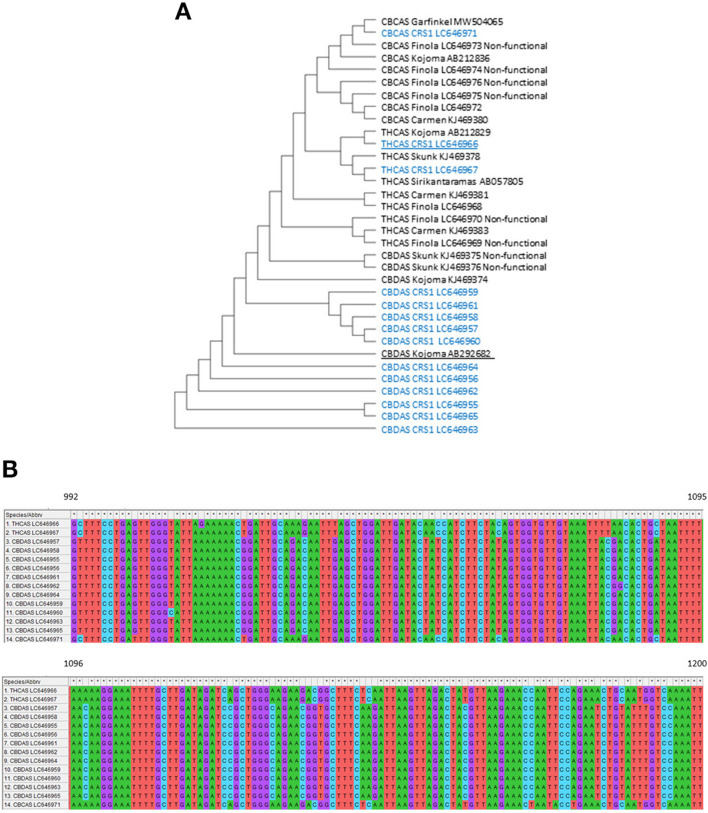 (A) Construct/test maximum parsimony tree of the CBDAS, THCAS, and CBCAS gene sequences inferred from a 1452 bp alignment of 14 unique sequences obtained from RT-PCR in “CRS1” (No. of Bootstrap Replications were 2000). The blue letter represents expressed sequences in “CRS1.” Underlined copies were used to build binary vectors. (B) Sequence alignment of CBDAS, THCAS, and CBCAS from 992nt-1200nt. All sequences were obtained from RT-PCR in “CRS1”.