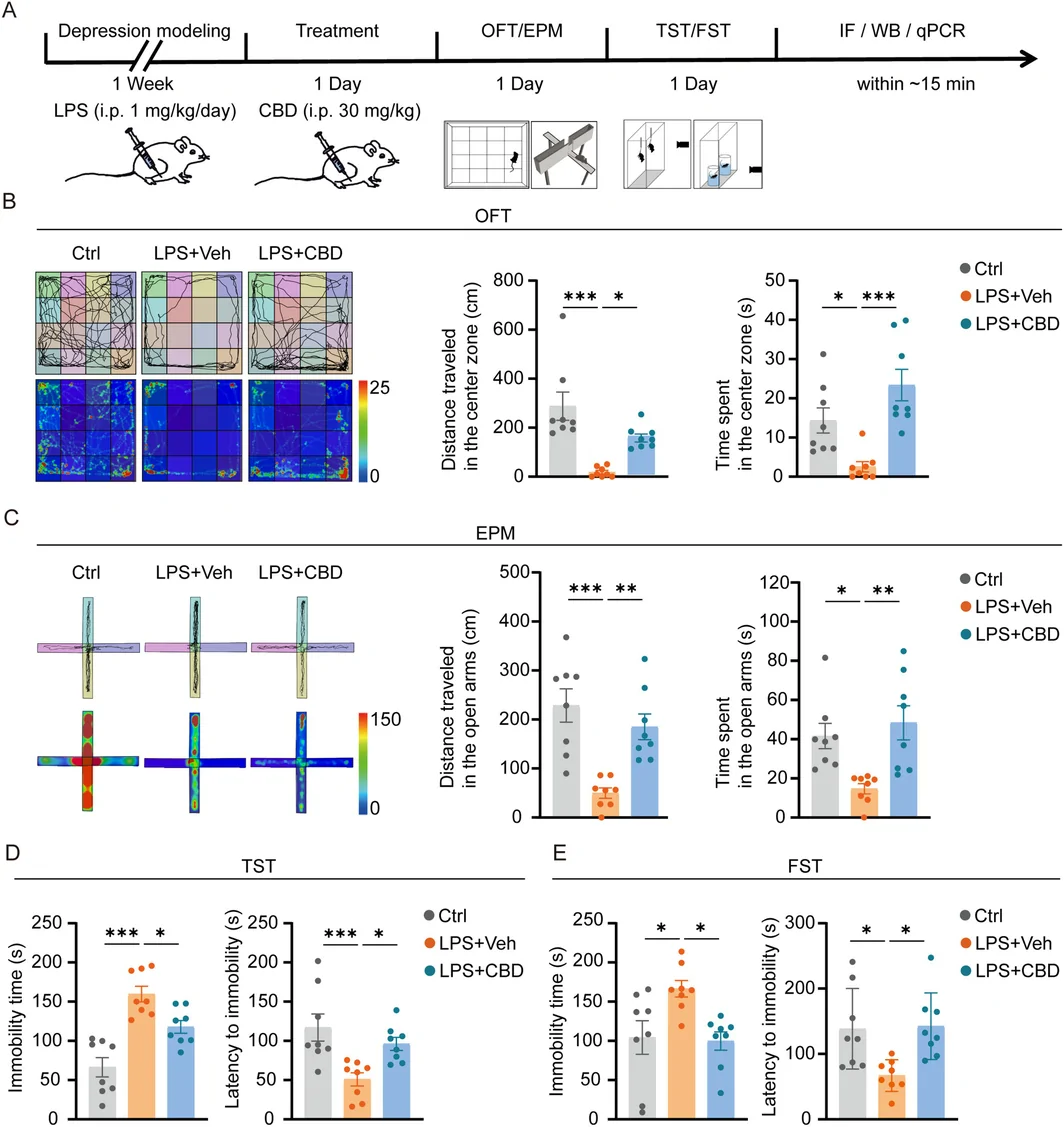 CBD alleviates anxiety and depressive‐like behaviors in mice. (A) Schematic timeline of the experimental design. Male C57BL/6J mice were randomly assigned to three groups: Control, LPS, and LPS + CBD. All mice received intraperitoneal (i.p.) injections for seven consecutive days. The Control group received an equal volume of saline, while the LPS and LPS + CBD groups received LPS (1 mg/kg in saline). On Day 8, the LPS + CBD group was administered a single injection of CBD (30 mg/kg in saline containing 2% Tween 80), whereas the Control and LPS groups received an equivalent volume of the CBD vehicle. Behavioral tests commenced 24 h post‐CBD injection. Open field test (OFT) and elevated plus maze (EPM) were conducted sequentially on the first day, followed by tail suspension test (TST) and forced swim test (FST) on the second day. After completing the TST and FST, each mouse was immediately euthanized within ~15 min. Brain tissues were rapidly dissected for subsequent immunofluorescence analysis, Western blot and qRT‐PCR assays. Immunofluorescence (IF) was performed to assess the expression of ZO‐1, CD31, AQP4, and GFAP; western blot (WB) was used to quantify ZO‐1, occludin, and β‐Actin; and qPCR measured the mRNA levels of TNF‐α, IL‐1β, CCL2, IL‐6, NOS2, and GFAP. (B) Center distance and center time in the OFT. (C) Open arm distance and open arm time in the EPM. (D) Immobility time and latency to immobility in the TST. Data are presented as mean ± SEM (n = 8). One‐way ANOVA with Tukey's post hoc test was used for statistical analysis; ns, not significant; *p < 0.05, **p < 0.01, ***p < 0.001. (E) Immobility time and latency to immobility in the FST. Data are presented as mean ± SEM (n = 8). One‐way ANOVA with Tukey's post hoc test was used for statistical analysis; ns, not significant; *p < 0.05, **p < 0.01, ***p < 0.001.
