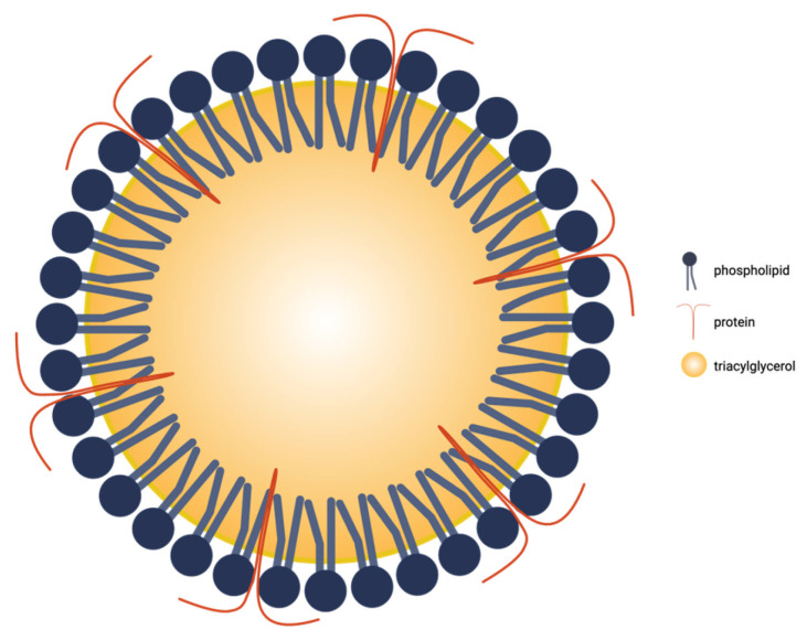 Two-dimensional schematic of a plant oleosome illustrating its TAG core, surrounding phospholipid monolayer, and surface proteins. Created in BioRender. Mallillin, M. (2025) https://BioRender.com/n51p4sw.