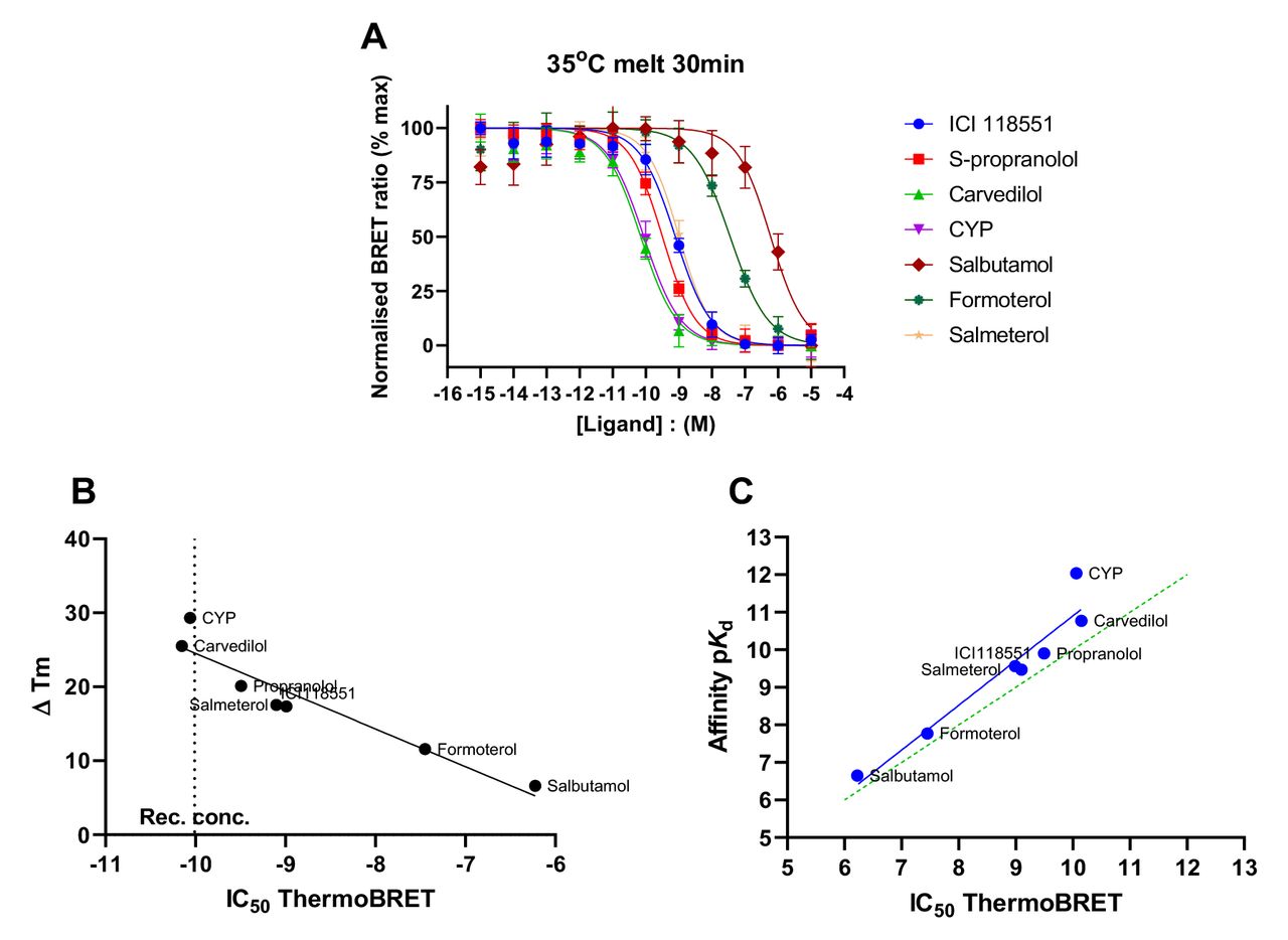 tsNluc β2AR thermoBRET measurements in 0.1% DDM with stabilising ligands expressed as a function of concentration.(A) ThermoBRET IC50 curves obtained at a fixed temperature of 35°C following a 30min incubation with either agonists or antagonist ligands. Normalised data is plotted as the mean ± standard deviation for 3 replicates. ThermoBRET IC50 values were derived for this smaller test set and correlated with (B) the change in thermal shift obtained at fixed concentrations of individual agonist or antagonist and (C) radioligand binding derived ligand affinity values. All correlations are derived from mean thermostability measurements consisting of at least 3 replicates. Radioligand binding data values were taken from (Sykes, Parry et al. 2014).