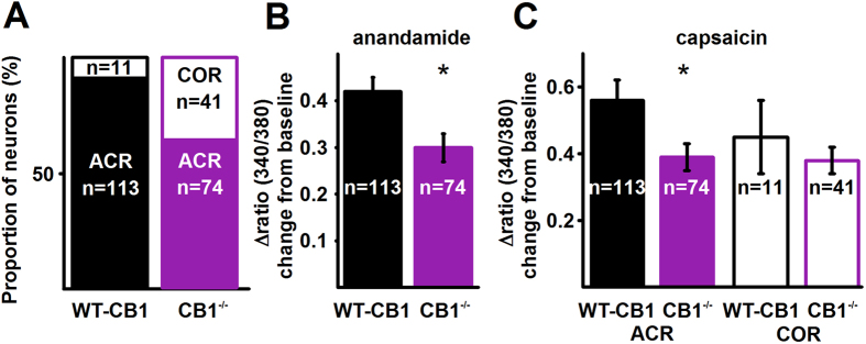 Deletion of the CB1 receptor reduces both anandamide- and capsaicin-evoked responses in ACR neurons and changes the ACR – COR ratio.(A) Conventional ratiometric approach was used to find the effect of deleting the CB1 receptor in Biozzi ABH mice on anandamide- and capsaicin-evoked calcium transients in ACR and COR type cultured PSN. The ratio of ACR and COR neurons in cultures prepared from wild type (WT-CB1) and CB1 receptor knock out (CB1−/−) mice. Deletion of the CB1 receptor significantly reduces the number of ACR neurons (p < 0.0001, Fisher’s exact test), whereas it significantly increases the number of COR neurons (p < 0.0001, Fisher’s exact test). The overall number of capsaicin-sensitive cells (ACR + COR) however is not changed significantly (p = 0.56, Fischer’s exact test, see Results). (B) Average amplitudes of anandamide-evoked calcium transients in ACR neurons collected from wild type (WT-CB1) and CB1 receptor knock out (CB1−/−) mice. Deletion of the CB1 receptor results in a significant reduction in anandamide-evoked calcium transients (p = 0.02, Student’s t-test). (C) Average amplitudes of capsaicin-evoked calcium transients in ACR and COR neurons collected from wild type (WT-CB1) and CB1 receptor knock out (CB1−/−) mice. Deletion of the CB1 receptor results in significantly reduced amplitude of capsaicin-evoked calcium transients in ACR (p = 0.01, Student’s t-test) but not in COR neurons (p = 0.42, Student’s t-test).