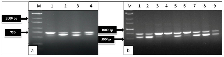 PCR with universal eukaryotic primers for the ITS1-5.8S-ITS2 region of ribosomal DNA from diseased and healthy cannabis tissues. (a) Tissues infected with powdery mildew (G. ambrosiae), as shown in Figure 1d. Lane 1 = noninfected tissues; lanes 2–4 = tissues with powdery mildew. A doublet banding pattern reflects pathogen-infected tissues. (b) Tissues infected with Botrytis cinerea, as shown in Figure 1e. Lanes 1, 2 = infected inflorescence leaves; lanes 3, 4, 6 = healthy leaves; 5 = infected ovary tissue; lanes 7–9 = infected pistils. Tissues infected with B. cinerea consistently showed the double-banding pattern.