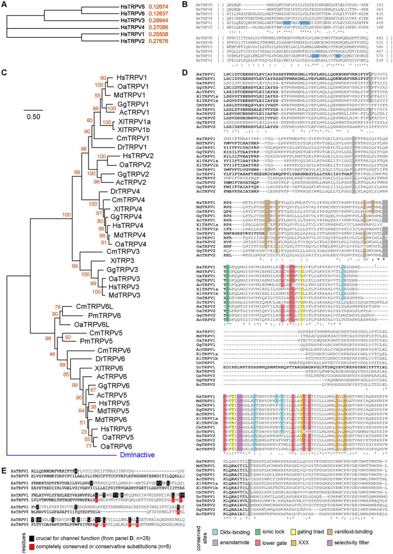 Phylogeny of TRPVs and conserved residues. (A) Simple phylogeny illustrating the relationships of the six TRPVs human paralogues. (B) Clustal alignment of the six Homo sapiens TRPVs. Two small fully conserved motif highlighted in blue. (C) Minimum Evolution Tree of Chordate TRPV family. Aligned using ClustalW, and ME tree (JTT + G) with 500 bootstraps. DmInactive (proteostome TRPV protein) is used to root the tree (blue branch). (D) Alignment of TRPV1 and TRPV2 showing conservation of sites. In each case, highlighted residues are either fully conserved or with conservative substitutions. (E) Comparison of TRPV1 and TRPV5, aligned using ClustalW.