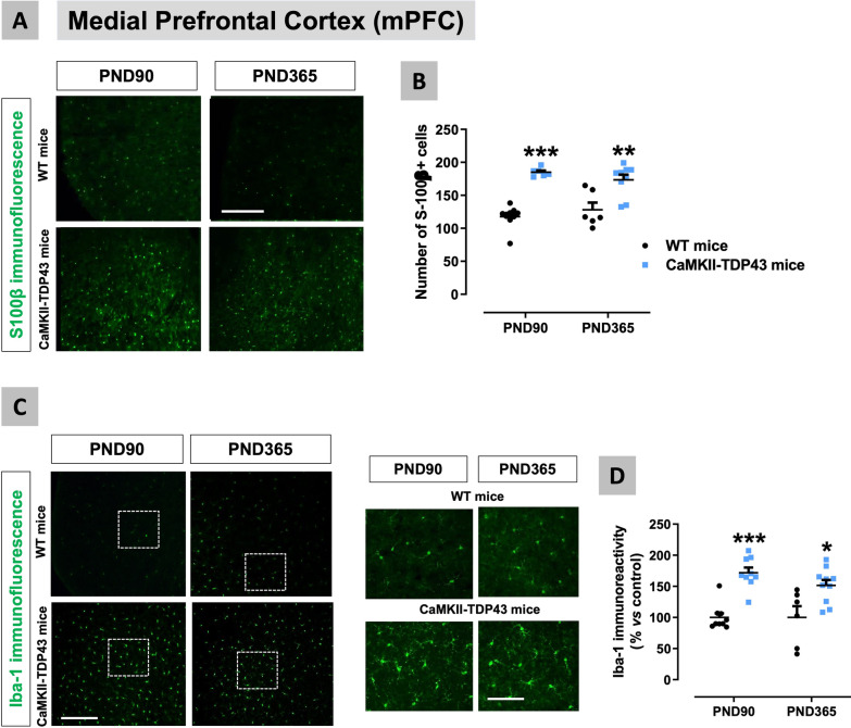 Data of S100β (panels A,B) and Iba-1 (panels C,D) immunofluorescence in the mPFC of FTD and wildtype male mice at two different ages (PND90 and PND365), including representative microphotographs (panels A,C) for each genotype and the two ages investigated (scale bar = 50 μmM (100 μm in inlets used for the analysis of some morphological characteristics of Iba-1-positive cells)). Details in the text. Data were expressed as means ± SEM and were analysed by two-way analysis of variance followed by the Bonferroni test (*p < 0.05, **p < 0.01, ***p < 0.005 versus the corresponding wildtype mice)