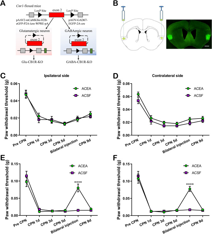 Requirement of the activation of CB1Rs in GABAergic neurons of the RAIC following CPN ligation. A Schematic of the structure of Cre viruses. Exon 2 of the Cnr1 gene was excised in GABAergic or glutamatergic neurons expressing Cre recombinase. B Left: viruses are microinjected into the bilateral RAIC of Cnr1-floxed mice according to the brain atlas. Right: representative coronal image showing the virus expression locus with green fluorescence (scale bar, 200 μm). C, D Conditional knockout of CB1Rs on GABAergic neurons in the RAIC. The analgesia induced by the activation of CB1Rs is blocked (bilateral injection). E, F Conditional knockout of CB1Rs on glutamatergic neurons in the RAIC. PWTs of bilateral CPN ligated mice increased statistically after the activation of CB1Rs (bilateral injection, ACEA, 12 mice; ACSF, 12 mice). ****P <0.0001, two-way repeated-measures ANOVA with the Bonferroni post hoc test.