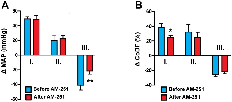 Effects of AM-404 on mean arterial pressure (A) and cerebrocortical blood flow (B) before and after AM-251 treatment.Changes in mean arterial pressure (MAP, n = 10) and cerebrocortical blood flow (CoBF, n = 20) are shown in phases I, II and III of the AM-404 (10 mg kg−1, i.v.) response before and after treatment with AM-251 (10 mg kg−1, i.v.). Values are means ± SEM and are expressed as changes from baseline (see Table 2); *P<0.05, **P<0.01, versus “Before AM-251”.