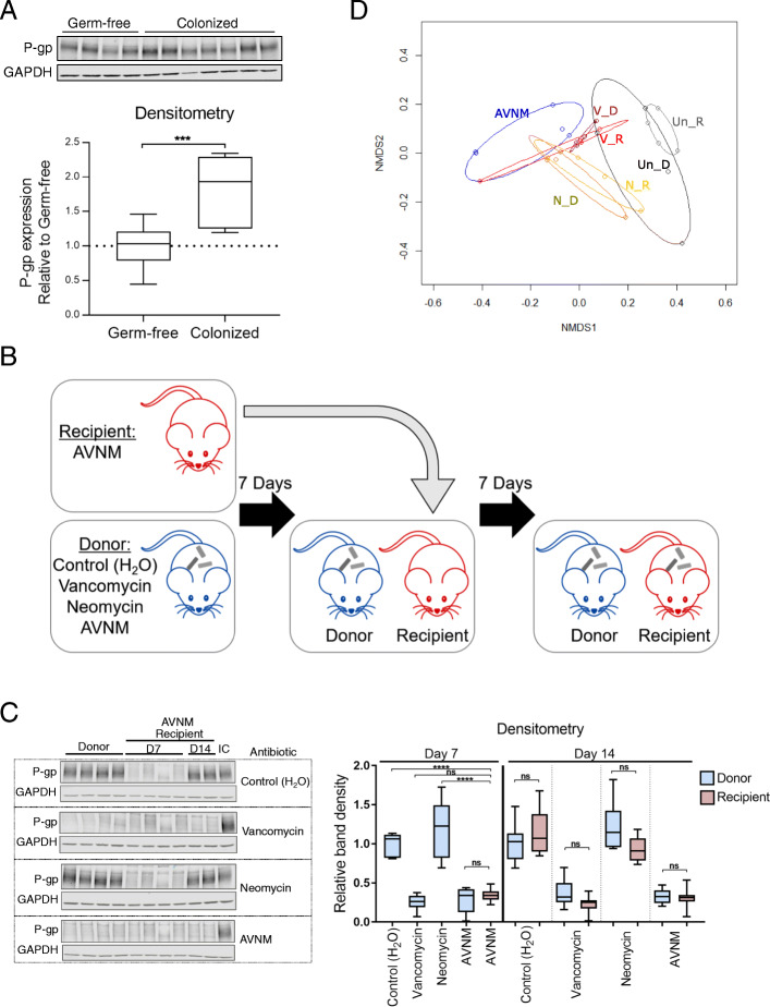 Colonization of mice with gram-positive microbiota is sufficient to induce P-gp expression. A WT germ-free mice were colonized with cecal contents from a WT donor mouse. After 14 days, P-gp protein expression was measured in colonic tissue by western blot. N = 7–10 mice per group; ***p = 0.0005, unpaired t test. B Schematic of reconstitution by coprophagy for experiments shown in C, D. WT “donor” mice were treated with antibiotic for 7 days. AVNM-treated WT “recipient” mice were then cohoused with “donor” mice from each of the other groups for 7 days. C P-gp protein expression was measured as in A. Representative western blot is shown, each lane representing a replicate mouse within each group. An internal control (“IC”) lysate was included across multiple blots for normalization. N = 6–8 mice per group; ****p < 0.0001 by one-way ANOVA with Tukey’s multiple comparisons test. A, C Densitometry data describe samples pooled from two independent experiments. D Bray-Curtis based nonmetric multidimensional scaling (NMDS) ordination of fecal microbiota from mice in B, C. Each dot represents an individual mouse from one representative experiment, with treatment groups denoted by color: Un_R untreated recipient, Un_D untreated donor, V_R vancomycin recipient, V_D vancomycin donor, N_R neomycin recipient, N_D neomycin donor, and AVNM
