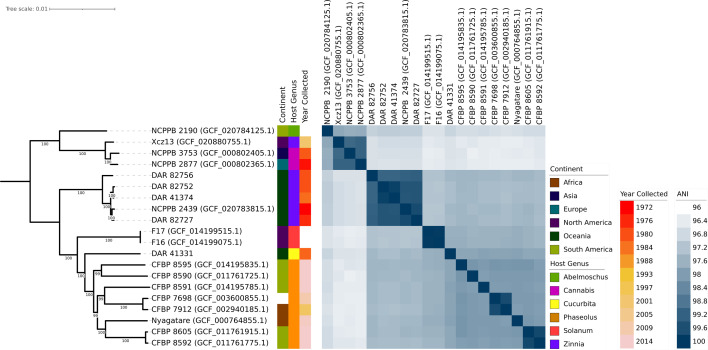 Midpoint-rooted core gene phylogeny of all ‘X. cannabis’ from the NSW Plant Pathology and Mycology Herbarium and NCBI. NCBI isolates are written as strain name followed by RefSeq database number in parentheses. White gaps in metadata signify that the metadata is not publicly available for a given isolate. All metadata can be found in Table S3 of the supplementary data.