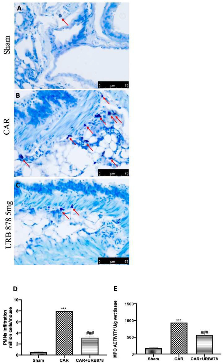 URB878 administration decreases cell infiltration. Sham (A); CAR (B); CAR+URB878 5 mg/kg (C); PMN infiltration (D); MPO levels (E). Mast cells were indicated with red arrow. Scale bar for (A–C) was 75 μm; Values are means ± SEM of 6 mice for all groups. Values are means ± SEM of 6 mice for all groups. Photos shown are representative of the results obtained. See manuscript for further details. *** p < 0.001 vs. sham; ### p < 0.001 vs. CAR.