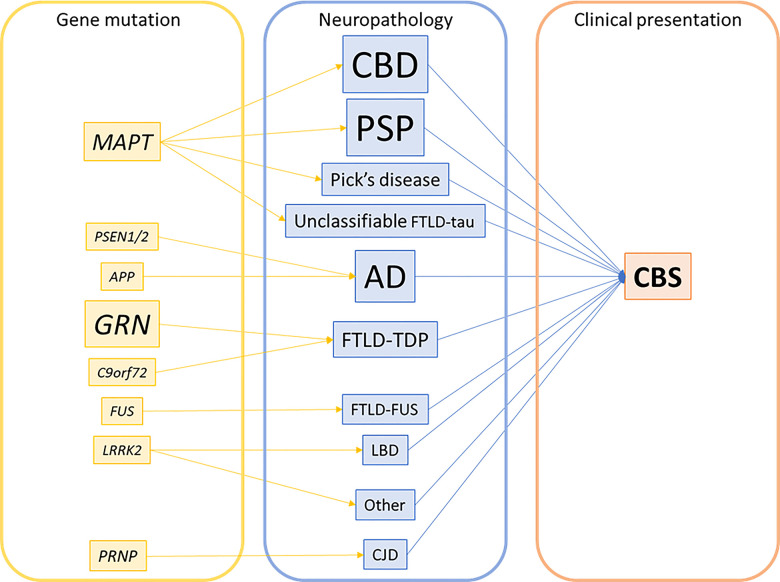 Genetic–pathological–clinical correlations in CBS. Font size reflects the frequency of each mutation or pathological diagnosis. Note that the majority of pathologies are sporadic; only a small subset of cases has gene mutations indicated. AD, Alzheimer’s disease; CBD, corticobasal degeneration; CBS, corticobasal syndrome; CJD, Creutzfeldt-Jakob disease; FTLD-FUS, frontotemporal lobar degeneration with fused-in-sarcoma pathology; FTLD-TDP, frontotemporal lobar degeneration with TDP-43 inclusions; LBD, Lewy body disease; PSP, progressive supranuclear palsy.