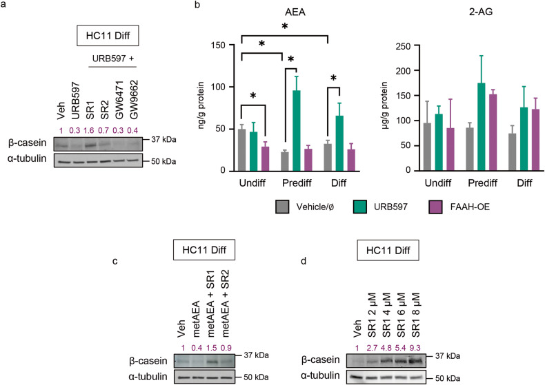 FAAH triggers HC11 cell differentiation by decreasing AEA-mediated cannabinoid receptor activity.a Representative WB analysis of β-casein in HC11 cells after being differentiated in the presence of URB597 at 5 μM and selective receptor antagonists at 1 μM. b Levels of the endocannabinoids anandamide (AEA) and 2-arachidonoylglycerol (2-AG) in FAAH-modulated HC11 cells normalized to protein content. Values represent mean ± SEM of n = 3 biologically independent samples. Student’s t-test: *p < 0.05. c Representative WB analysis of β-casein in HC11 cells after being differentiated in the presence of metAEA at 0.5 μM and selective antagonists to CB1R and CB2R at 1 μM. d Representative WB analysis of β-casein in HC11 cells after being differentiated in the presence of increasing concentrations of the CB1R selective antagonist SR1. Densitometric values after normalization against α-tubulin and control condition are depicted in purple.