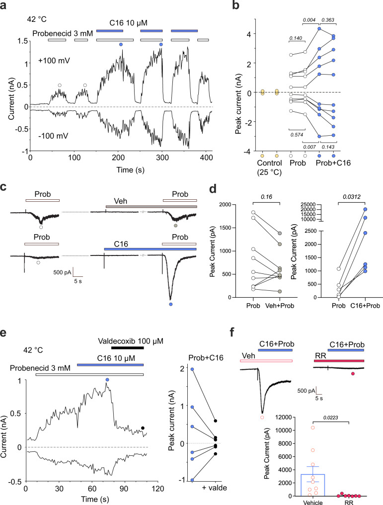 Synergistic effects of C16 and probenecid on rat TRPV2 currents in HEK293T cells.Representative whole-cell current recording from HEK293T cell expressing rat TRPV2. a Inward and outward currents were elicited by voltage ramps from −100 mV to +100 mV (0.4 V/s) delivered every 1 s from a holding potential of 0 mV. Stimuli of 3 mM probenecid (white horizontal bars) and 10 µM C16 (blue horizontal bars) were individually or synergistically applied to the cell at 42 °C. b Statistical summary of the peak currents (open and blue circles) in (a), induced by probenecid (Prob) and probenecid with C16 (Prob + C16) at +100 mV and −100 mV. Control (yellow circle) indicates currents measured at 25 °C before increasing the temperature to 42 °C at which the effects of probenecid and C16 were recorded. Data are shown as means ± SEM from five separate experiments. c Representative continuous whole-cell inward current traces at a holding potential of −60 mV showing an initial exposure to probenecid alone (Prob, 10 mM) followed by a second application of probenecid (10 mM) after preincubation of either C16 at a subthreshold concentration of 10 µM (see Fig. 1c) or its vehicle (Veh). Each treatment is from a different cell. The co-application of probenecid and C16 only induced a small current in control HEK293T cells (−39 ± 11 pA, n = 4 cells). d As summarized in the graph, the peak currents (open, grey and blue circles) in (c), evoked by probenecid increased in the presence of C16 (n = 6 independent experiments) but not in the presence of vehicle (n = 9 independent experiments). e The TRPV2 inhibitor valdecoxib (100 µM) inhibited outward and inward currents evoked by the combined application of probenecid and C16 (data are from three independent experiments performed as shown by the traces). f The non-selective TRP channel antagonist ruthenium red (RR, 10 µM, n = 7 independent experiments) inhibited currents evoked by the combined application of C16 (10 µM) and probenecid (10 mM) at a holding potential of −60 mV (n = 9 independent experiments). P values are given in italics and indicate statistical significance when <0.05, Student’s two-sided paired t-test (b), Wilcoxon two-sided matched-pairs test (d) and Welch’s two-sided unpaired t-test (f). Data are shown as means ± SEM. a, b, e Experiments recorded in extra- and intracellular Ca2+-free solutions. c, d and f Experiments recorded in extracellular Ca2+-containing solution. Source data are provided as a Source Data file.