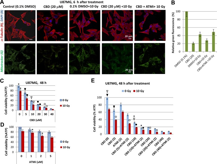 CBD, alone or in combination with ATMi and γ-irradiation (10 Gy) decreased the viability of U87MG cells(A) Effects of CBD (10 μM), ATMi (2 μM) and γ-irradiation (10 Gy) on functional activity of mitochondria in U87MG cells detected 6 h after treatment using Mitotracker (green) incubation and confocal microscopy. Additionally, cells were stained with anti-α-Tubulin mAb (red) and DNA-specific DAPI (blue). Bar = 20 μm. (B) Relative levels of Mitotracker-induced green fluorescence after indicated treatments of U87MG cells. Pooled results of three independent experiments 48 h after treatments are shown. Error bars represent means ±S.D. (p < 0.05, Student's t-test). (C-E) Effects of CBD (5-40 μM) and ATMi (1-5 μM), alone or in combination with γ-irradiation (10 Gy) on U87MG cell viability using the determination of intracellular ATP via ATP-dependent luminescence intensity 48 h after treatment. Combinations of CBD (5-20 μM), ATMi (2 μM) and γ-irradiation (10 Gy) were used in the panel E. Stars, arrows, circles, and squares indicate significant differences in the cell viability after specified treatments.