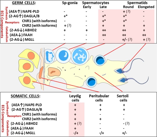 Graphical summary of the findings of this study illustrating the general expression patterns (transcripts and protein combined) of the main components of the endocannabinoid system (ECS) in different cell types of the human adult testis. All germ cell types are depicted with blue nuclei, and the somatic cell types with orange nuclei. The ECS components are grouped into the synthesising enzymes (with the main products shown in parentheses), the receptors and the catabolic enzymes (main substrates in parentheses). Germ cell maturation stages are shown in the upper panel, and the somatic cells at the bottom of the graph. Uncertain expression patterns, with some discrepancy between the transcript and protein levels, are denoted by question marks. The asterisks refer to uncertain subcellular location of the protein (nuclear). The testicular cell types with the greatest activity of the ECS are shaded in pink: the post-meiotic germ cells (upper panel) and Leydig cells (bottom).