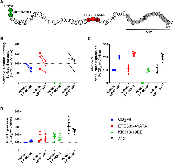 Trafficking of CB2 mutant constructs in response to CP 55,940. HEK cells transiently expressing CB2 wt or CB2 C-terminal tail mutants (A) were treated with vehicle or 1 μM CP 55,940 for 3 h and labelled to measure (B) residual starting surface expression (Method A), (C) net surface expression (Method B), or (D) total receptor expression. Data are presented as mean ± SEM from three independent experiments, except in Panel B where matched data from each of three independent experiments is plotted. P values for significant differences between CB2 wt and mutant vehicle conditions are indicated graphically as:* < 0.05
