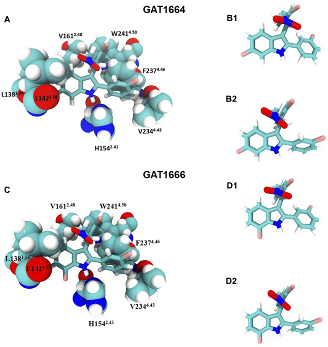 GAT1664 and GAT1666 bind to a putative allosteric agonist site. (A) GAT1664 main interactions and the amino acid residues of the binding pocket displayed in tan in Figure 6. The conformation of GAT1664 before it binds to hCB1R (B1) and then the conformation of GAT1664.after it binds to hCB1R (B2). (C) GAT1666 main interactions and the amino acid residues of the binding pocket displayed in tan in Figure 6. The conformation of GAT1666 before it binds to hCB1R (D1) and then the conformation of GAT1664 after it binds to hCB1R (D2).