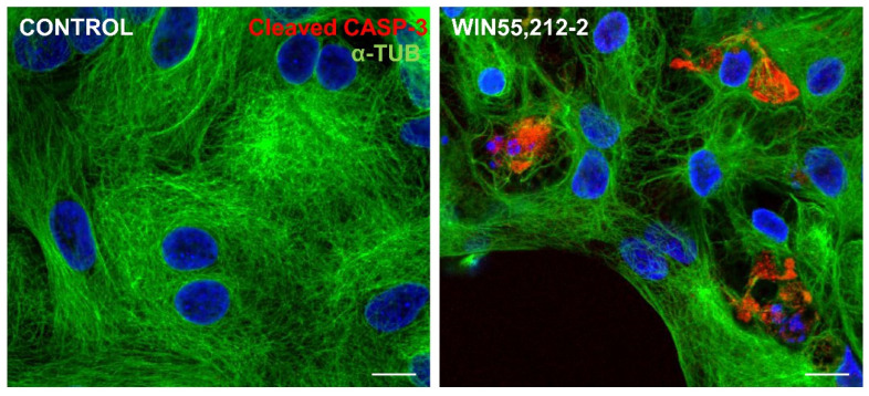 Immunofluorescence assay for cleaved caspase 3 in glia-enriched retinal cultures. Cultures at E8C13 on coverslips were treated for 24 h with 1 µM WIN, and then were fixed and immunolabeled for c-CASP 3 (red) and α-tubulin (green). Cultures were photographed on a Leica SP5 confocal microscope and the experiment was replicated 3 times, with similar results. Scale bar: 10 µm.