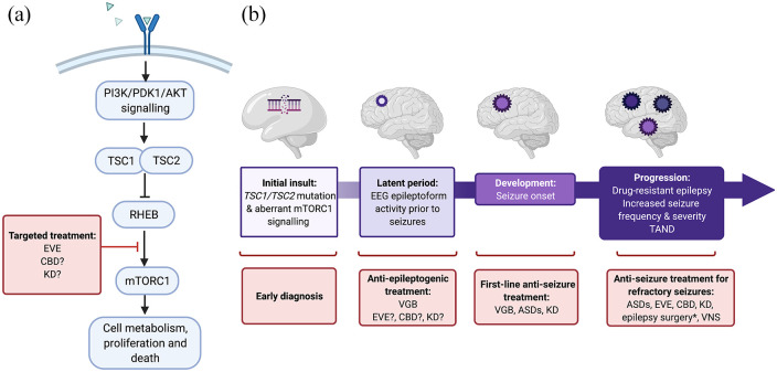 Simplified schematic of (a) targeted treatment in the mTOR pathway (b) the concept of epileptogenesis and the potential for early intervention in the treatment of TSC. Epileptogenesis describes the complex process by which the normal brain undergoes molecular, structural and functional changes that result in abnormal neuronal activity that promotes seizures (Jozwiak et al., 2020) 4 ; it encompasses the evolution from the initial insult (in the case of TSC, mutation of the TSC1 or TSC2 gene), through what is known as a ‘latent period’ that occurs before the onset of seizures, to the development and progression of seizures. *Epilepsy surgery is indicated for carefully selected patients that underwent presurgical diagnostics; ? = possible, being/to be investigated. Created with BioRender.com.AKT, protein kinase B; ASD, anti-seizure drugs; CBD, cannabidiol; EEG, electroencephalogram; EVE, everolimus; KD, ketogenic diet, including the medium-chain triglyceride (MCT) KD; mTOR, mammalian target of rapamycin; mTORC1, mammalian/mechanistic target of rapamycin complex 1; PDK1, phosphoinositide-dependent protein kinase-1; PI3K, phosphoinositide 3-kinase; RHEB, Ras homolog enriched in brain; TAND, TSC-associated neuropsychiatric disorders; TSC, tuberous sclerosis complex; TSC1/TSC2, hamartin-tuberin complex; VGB, vigabatrin; VNS, vagus nerve stimulation.